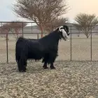 تيس عارضي