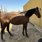 حصان انجليزي مخصي