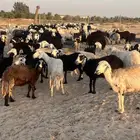 للبيع غنم مراح واحد