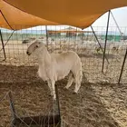 طلي للبيع