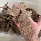 عود زوايا فيتنامي طبيعي