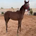 مهره عربيه شعبيه عمرها 8 شهور فرس