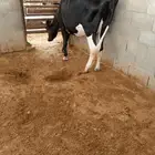 بقره هولنديه