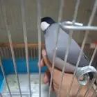 للبيع طير جاو