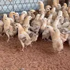 صوص بلدي