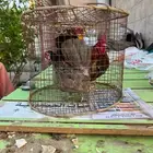 دجاج جبنيز