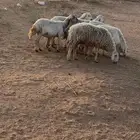 غنم