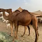 قعدان للبيع