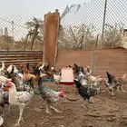 دجاج بلدي