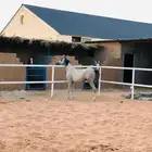 حصان عربي اصيل ممتاز ولا يشكي من أي شي ولي صامل يسوم