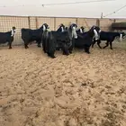 للبيع معزا عوارض صنف