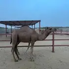 قعود