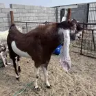 ماعز هولندي طيبه تيس وجفار دفيع