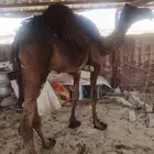 للبيع قعدان 2