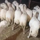 ظأن