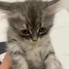 للبيع قطط صغار انثى وذكر