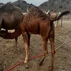 قعدان للبيع