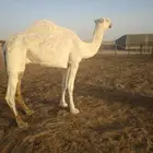 ناقه خفوت