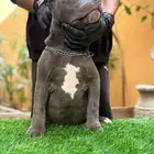 كلب ( أمريكان بولي - blue nose (