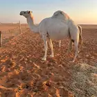 لقحه وضحاء ام ثالث