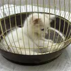 قطه شيرازيه القريات فقط.