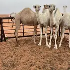 قعدان للبيع