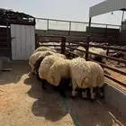 اضاحي نعيم حري