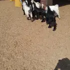 تيوس