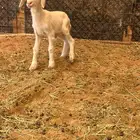 داغور حري