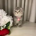 قطط سكوتش للبيع