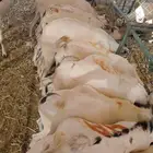 تيوس صومالي تربيه وبرابر وسواكن وقعدان