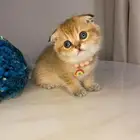 قطط سكوتش للبيع