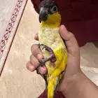 كايك بلاك هيد تم البيع