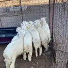 للبيع بهم ذبايح