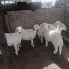 طليان