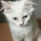 بسس لتبني