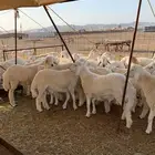 ذبايح حري ذبائح مناسبات ثلاجه يوجد صلخ وتوصيل باقل الاسعار