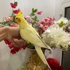 تم البيع كوكاتيل لاتينو عيون حمر اليف متكلم