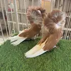 جوز بلجيكي سبلاش اصفر