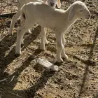 بهم دواغير