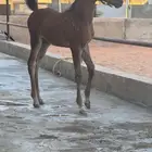 مهر واهو يملك رقبه مميزه