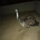 أسترالي وافريقي ن ع ا م