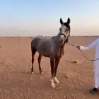 فرس العمر 3 سنوات ونص السلامه شرط من كل شي