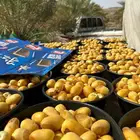 رطب حوطة بني تميم خلاص وجميع النواع الفاخره