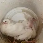 فروخ حمام