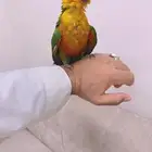 صن كنيور اليف جدا