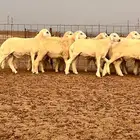 طليان مناسبات للبيع