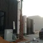 نخيل واشنطن للبيع بجميع انواع المقاسات لتواصل