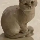 قطه سكوتش للتبني