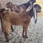 للبيع معزاء